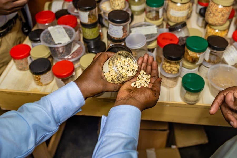 Hand holding seeds