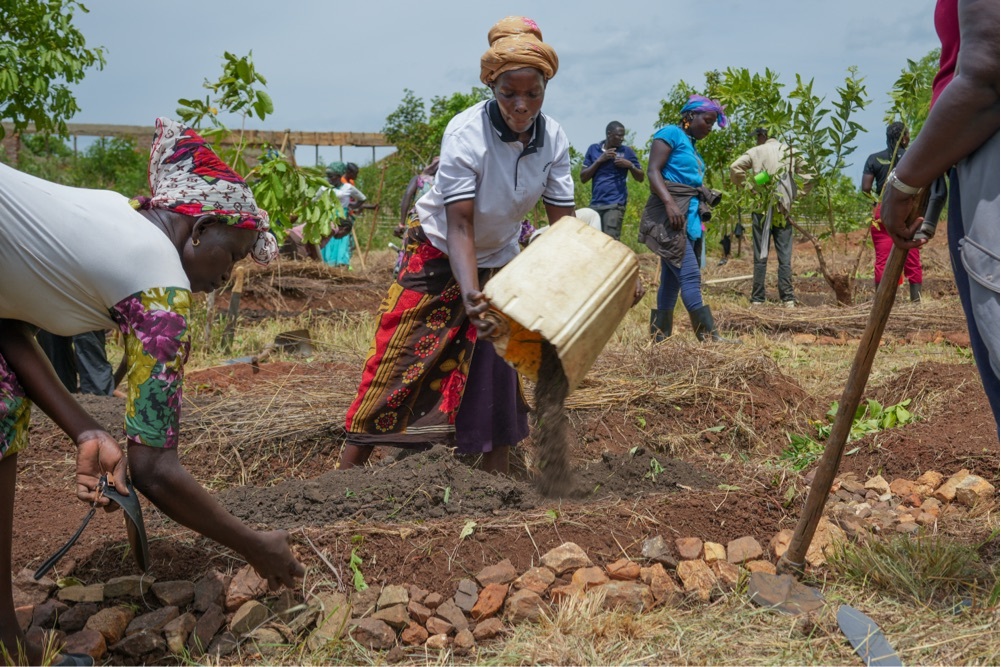 Woman pouring dried manure onto a garden bed.