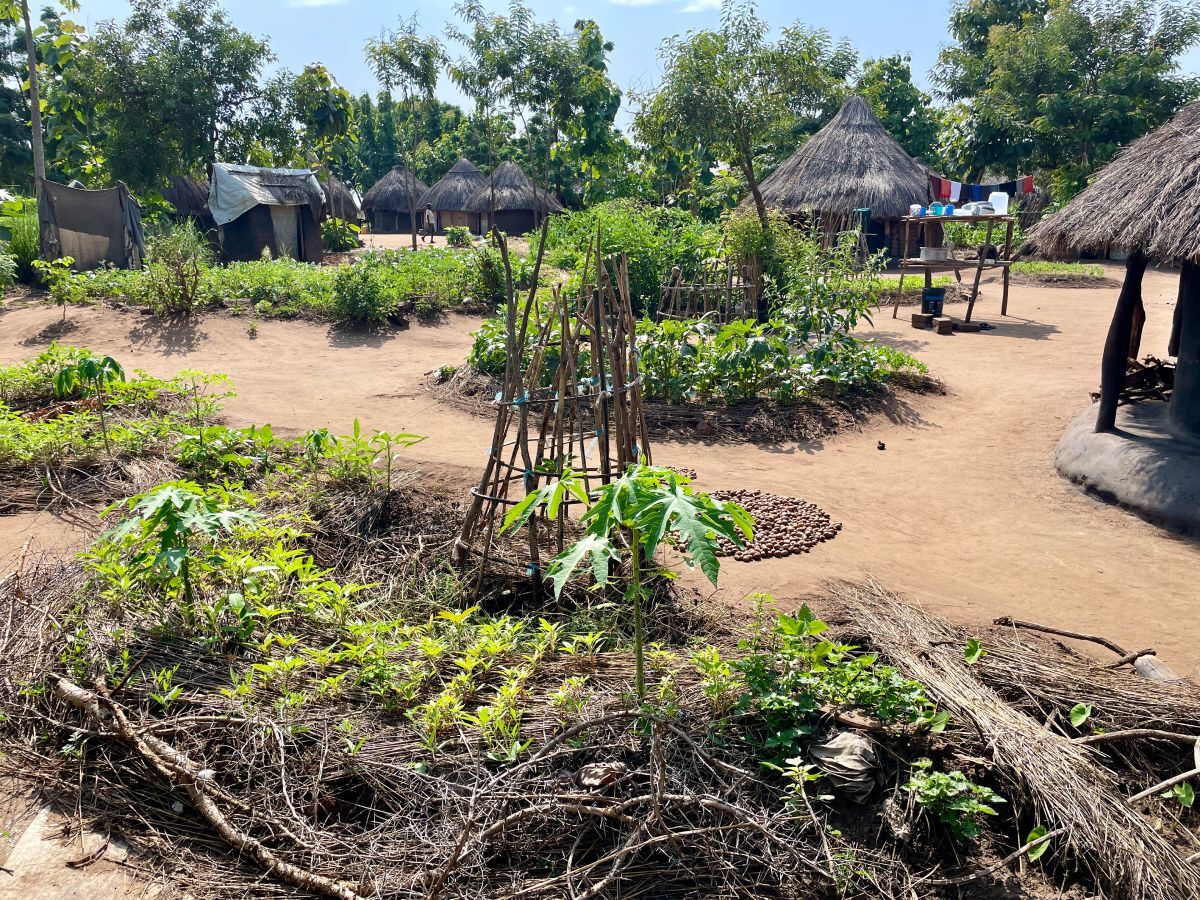 After image shows a thriving green garden planted with multiple plant species.