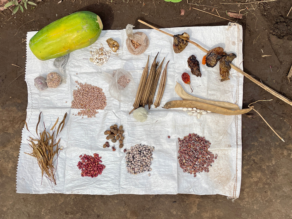 Seeds from a variety of plants