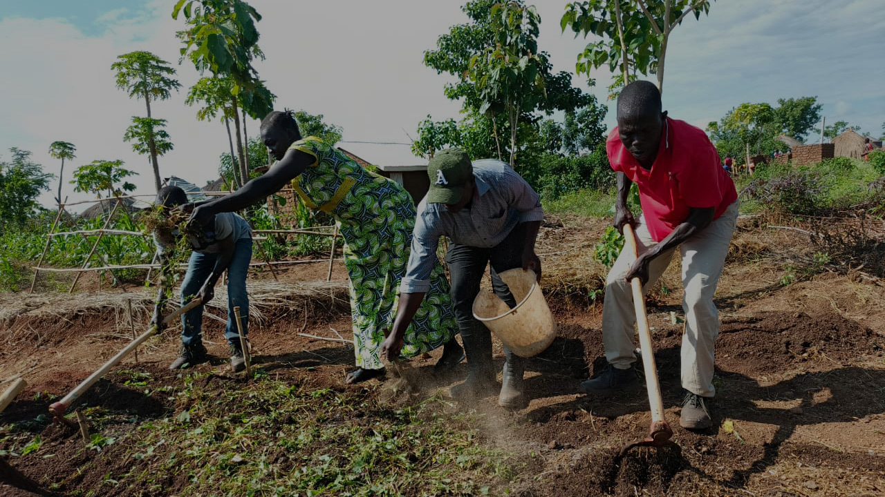 Four people working in a garden