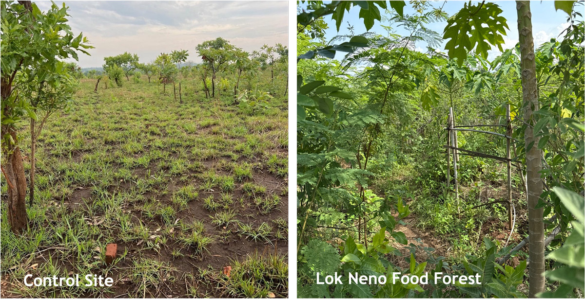 Control site on the left and Lok Neno Food Forest on the right