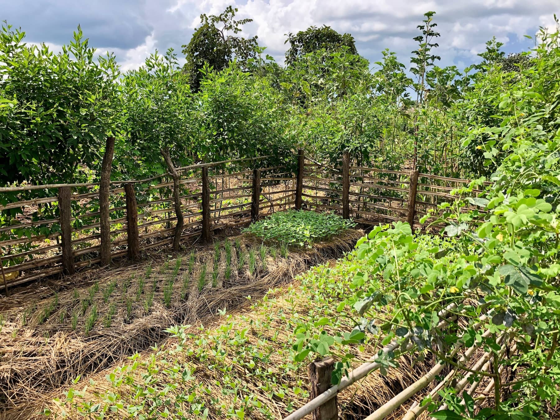 Home garden with multiple plants 