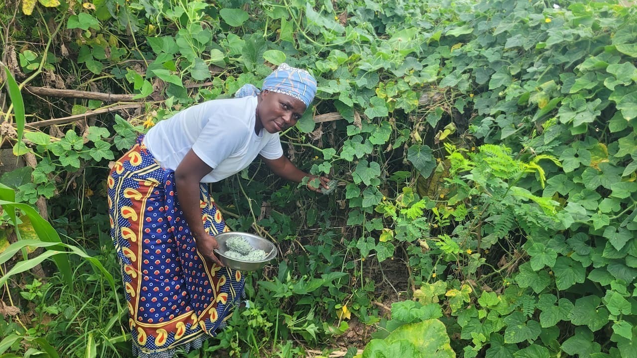 A lead farmer as a part of the Sustainable Roots Project (SRP) shares her horned cucumber harvest from her RD plot. Credit: Joseph Mandinyenya
