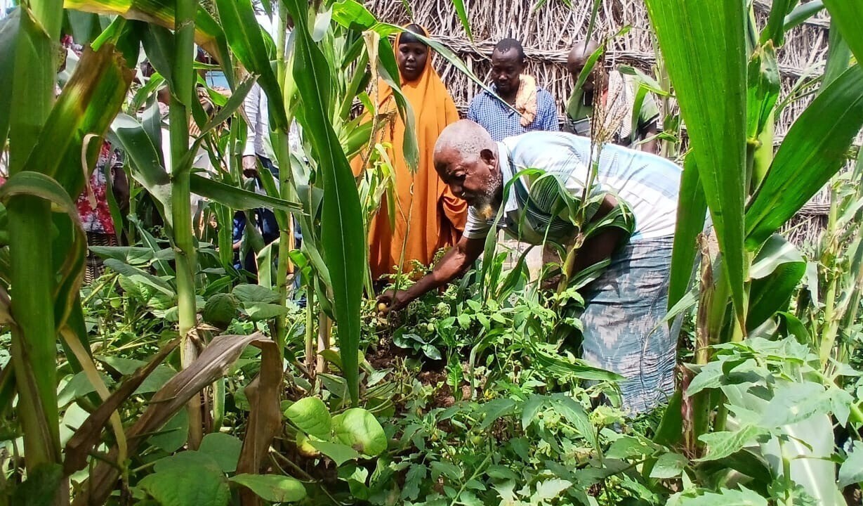 Man in garden